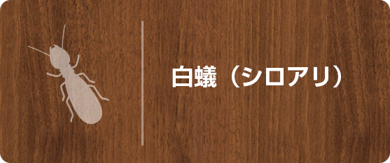 白蟻（シロアリ）